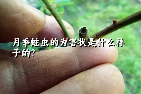 月季蛀虫的为害状是什么样子的？