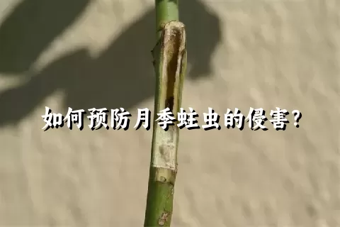 如何预防月季蛀虫的侵害？