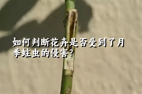 如何判断花卉是否受到了月季蛀虫的侵害？