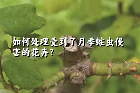 如何处理受到了月季蛀虫侵害的花卉？