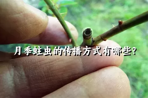 月季蛀虫的传播方式有哪些？