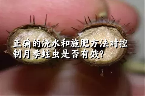 正确的浇水和施肥方法对控制月季蛀虫是否有效？