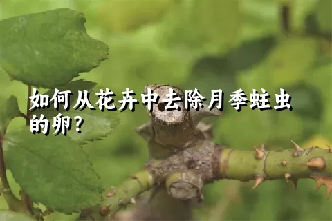 如何从花卉中去除月季蛀虫的卵？