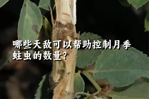 哪些天敌可以帮助控制月季蛀虫的数量？