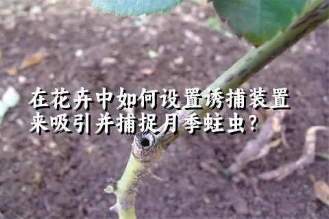 在花卉中如何设置诱捕装置来吸引并捕捉月季蛀虫？