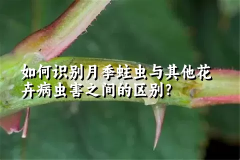 如何识别月季蛀虫与其他花卉病虫害之间的区别？