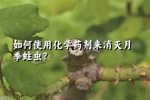 如何使用化学药剂来消灭月季蛀虫？