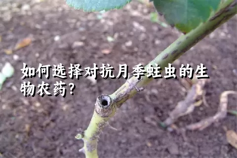 如何选择对抗月季蛀虫的生物农药？