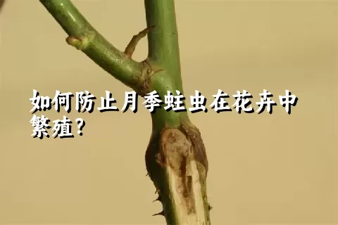 如何防止月季蛀虫在花卉中繁殖？