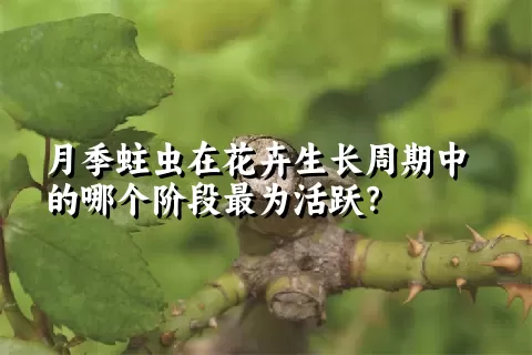 月季蛀虫在花卉生长周期中的哪个阶段最为活跃？