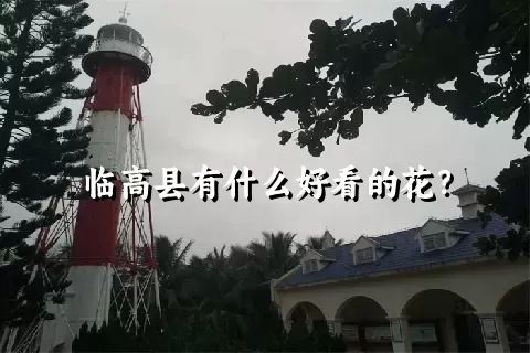 临高县有什么好看的花？