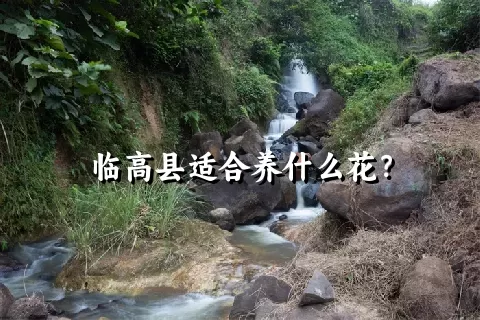 临高县适合养什么花？