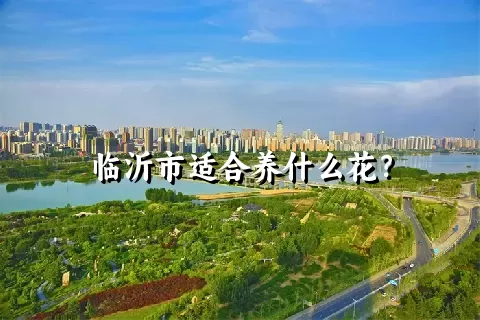 临沂市适合养什么花？