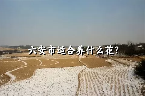 六安市适合养什么花？