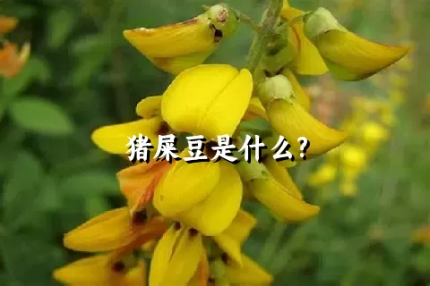 猪屎豆是什么?