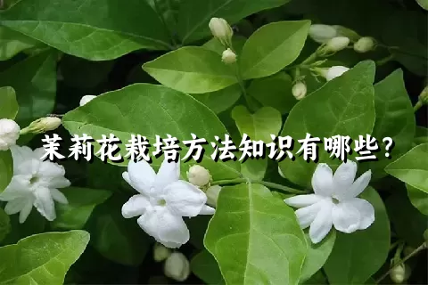 茉莉花栽培方法知识有哪些？