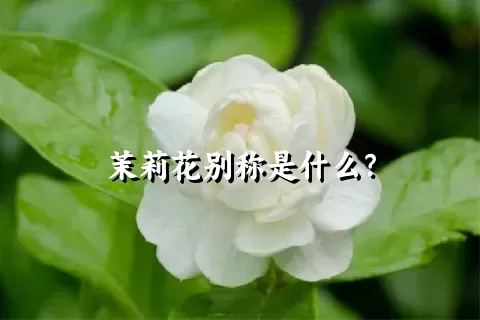 茉莉花别称是什么？