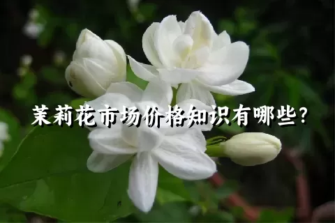 茉莉花市场价格知识有哪些？