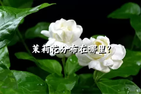 茉莉花分布在哪里?