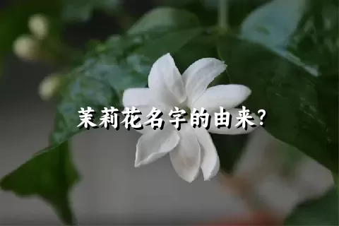 茉莉花名字的由来？