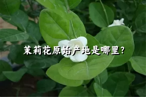 茉莉花原始产地是哪里？