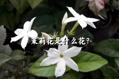 茉莉花是什么花？