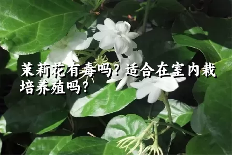 茉莉花有毒吗？适合在室内栽培养殖吗？