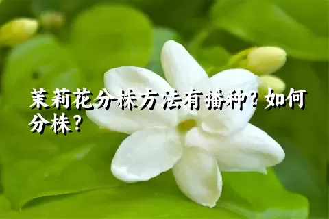 茉莉花分株方法有播种？如何分株？