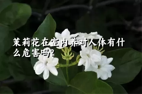 茉莉花在室内养对人体有什么危害吗？