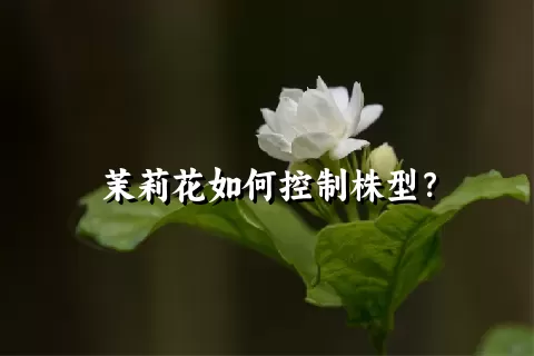 茉莉花如何控制株型？