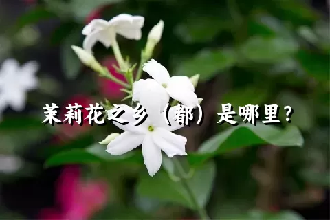 茉莉花之乡（都）是哪里？