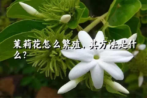 茉莉花怎么繁殖，其方法是什么？