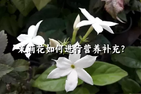 茉莉花如何进行营养补充？