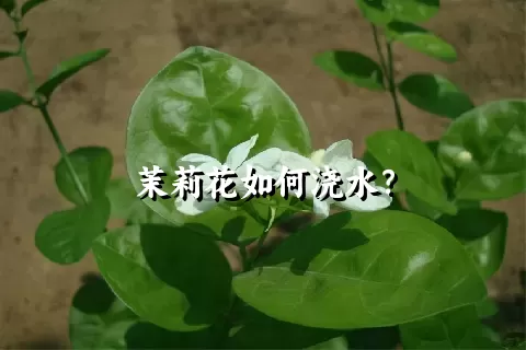 茉莉花如何浇水？