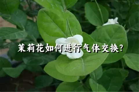 茉莉花如何进行气体交换？