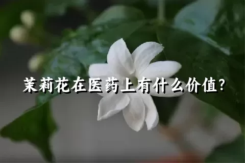 茉莉花在医药上有什么价值？