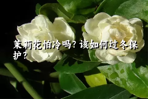 茉莉花怕冷吗？该如何过冬保护？