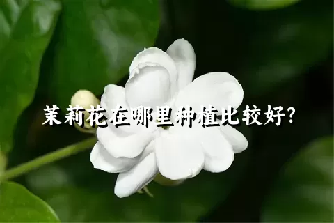 茉莉花在哪里种植比较好？