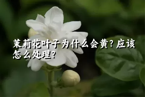 茉莉花叶子为什么会黄？应该怎么处理？