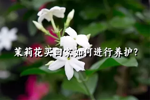 茉莉花买回家如何进行养护？