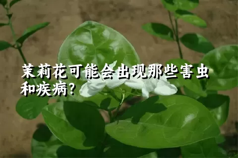 茉莉花可能会出现那些害虫和疾病？