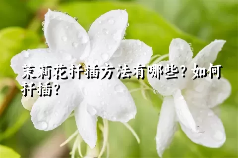 茉莉花扦插方法有哪些？如何扦插？