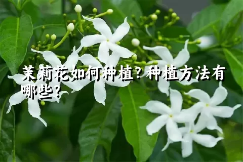 茉莉花如何种植？种植方法有哪些？