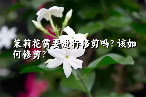 茉莉花需要进行修剪吗？该如何修剪？