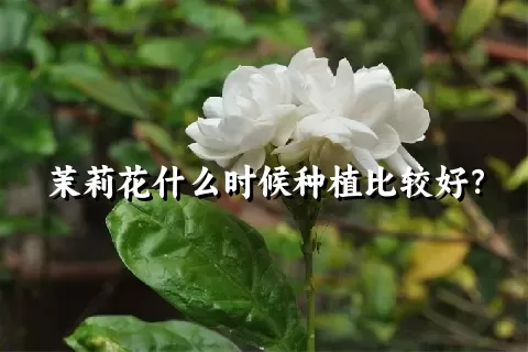 茉莉花什么时候种植比较好？