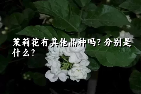 茉莉花有其他品种吗？分别是什么？