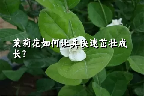 茉莉花如何让其快速茁壮成长？