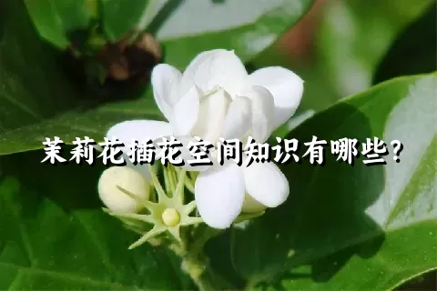 茉莉花插花空间知识有哪些？