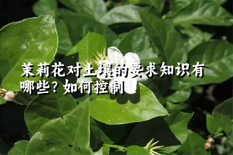 茉莉花对土壤的要求知识有哪些？如何控制