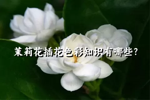 茉莉花插花色彩知识有哪些？